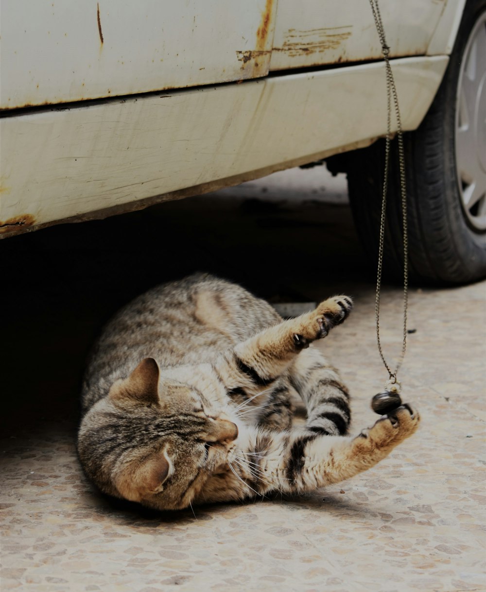 a cat that is laying down under a car