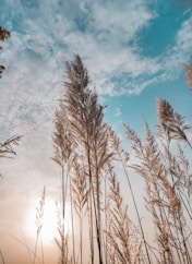 a bunch of tall grass blowing in the wind