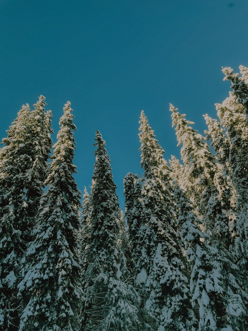 雪に覆われた斜面の木