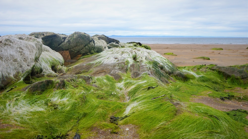 green moss growing on rocks on a beach