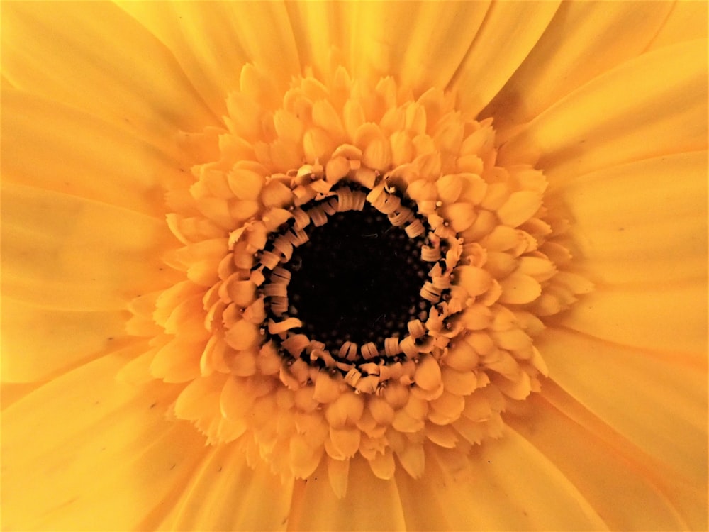 a close up of a yellow flower with a black center