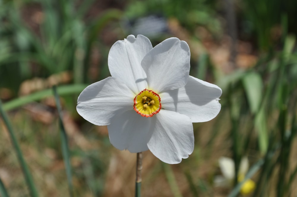 a single white flower with a yellow center