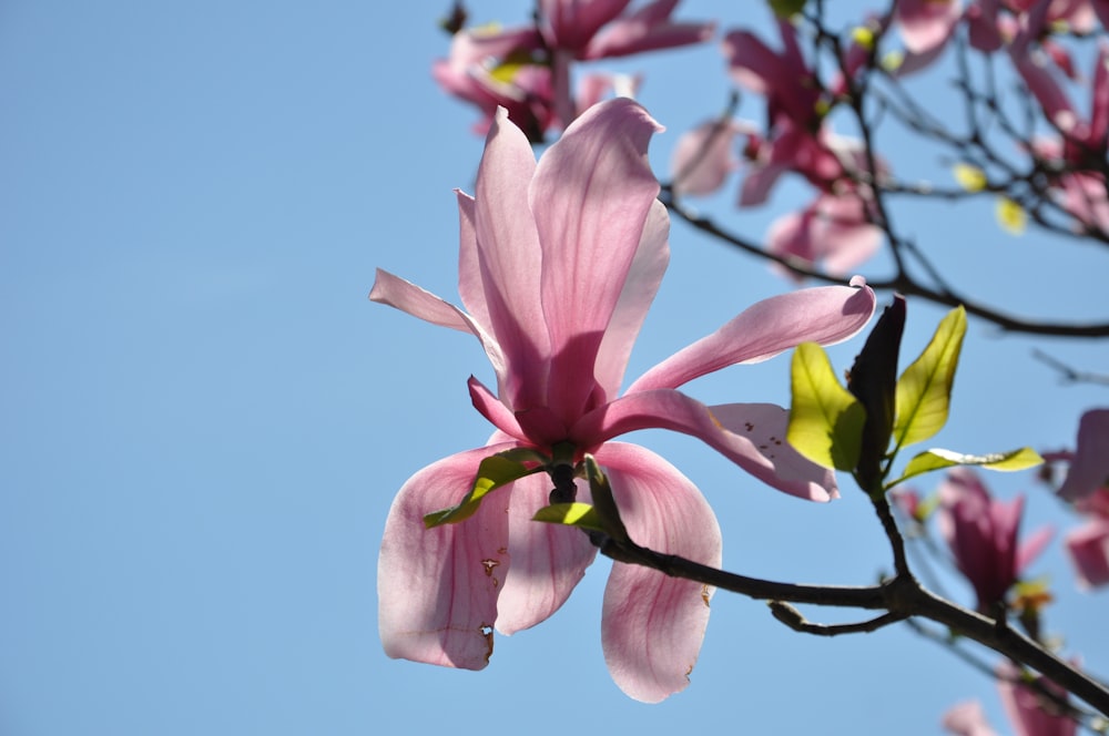 a pink flower on a tree with a blue sky in the background