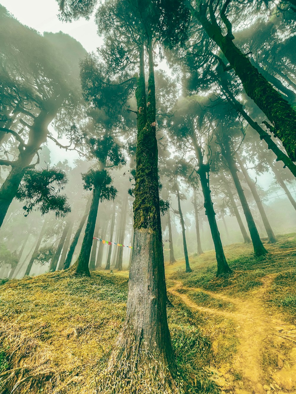 a foggy forest filled with lots of trees