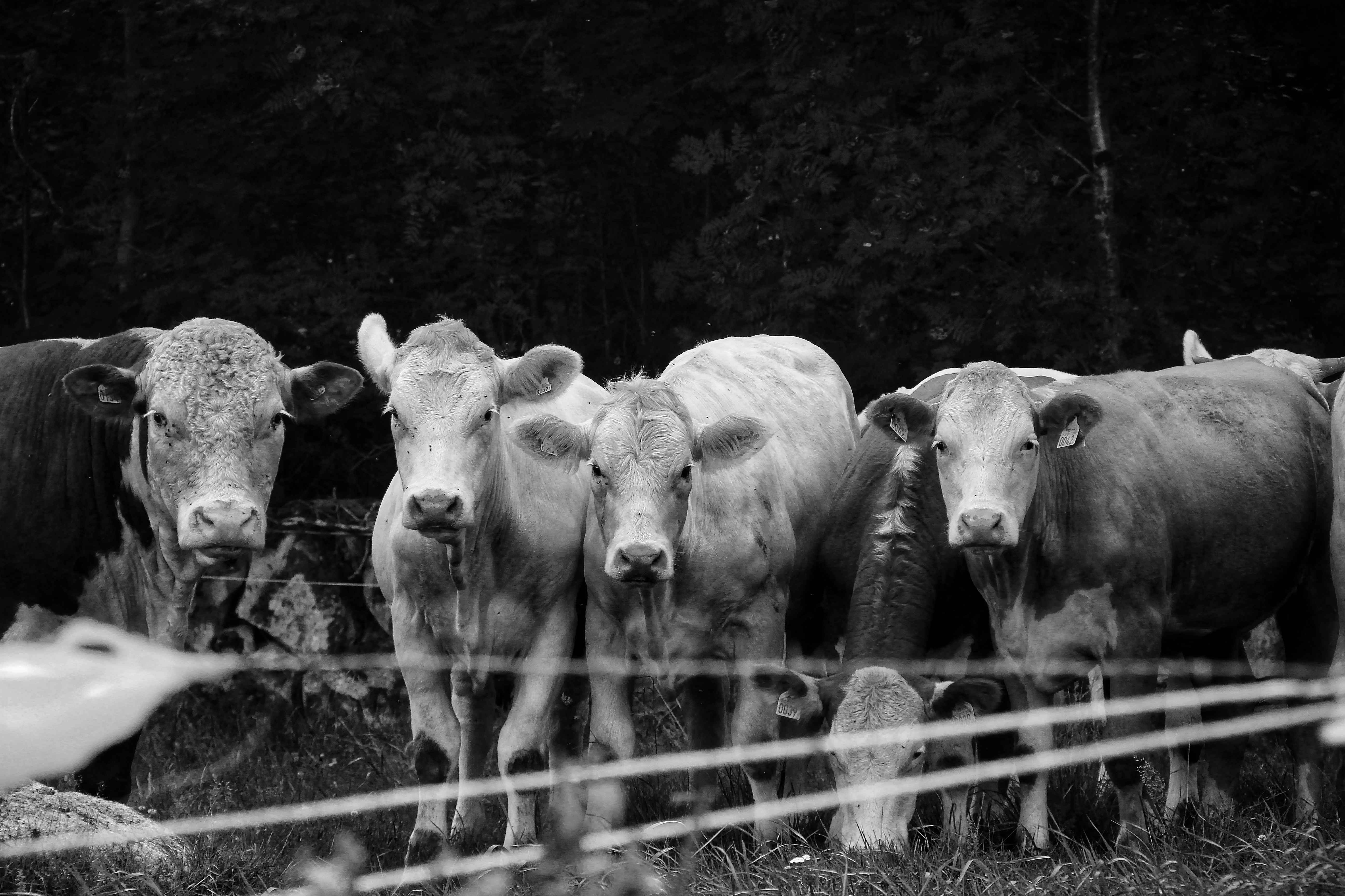 a herd of cows standing next to each other on a lush green field
