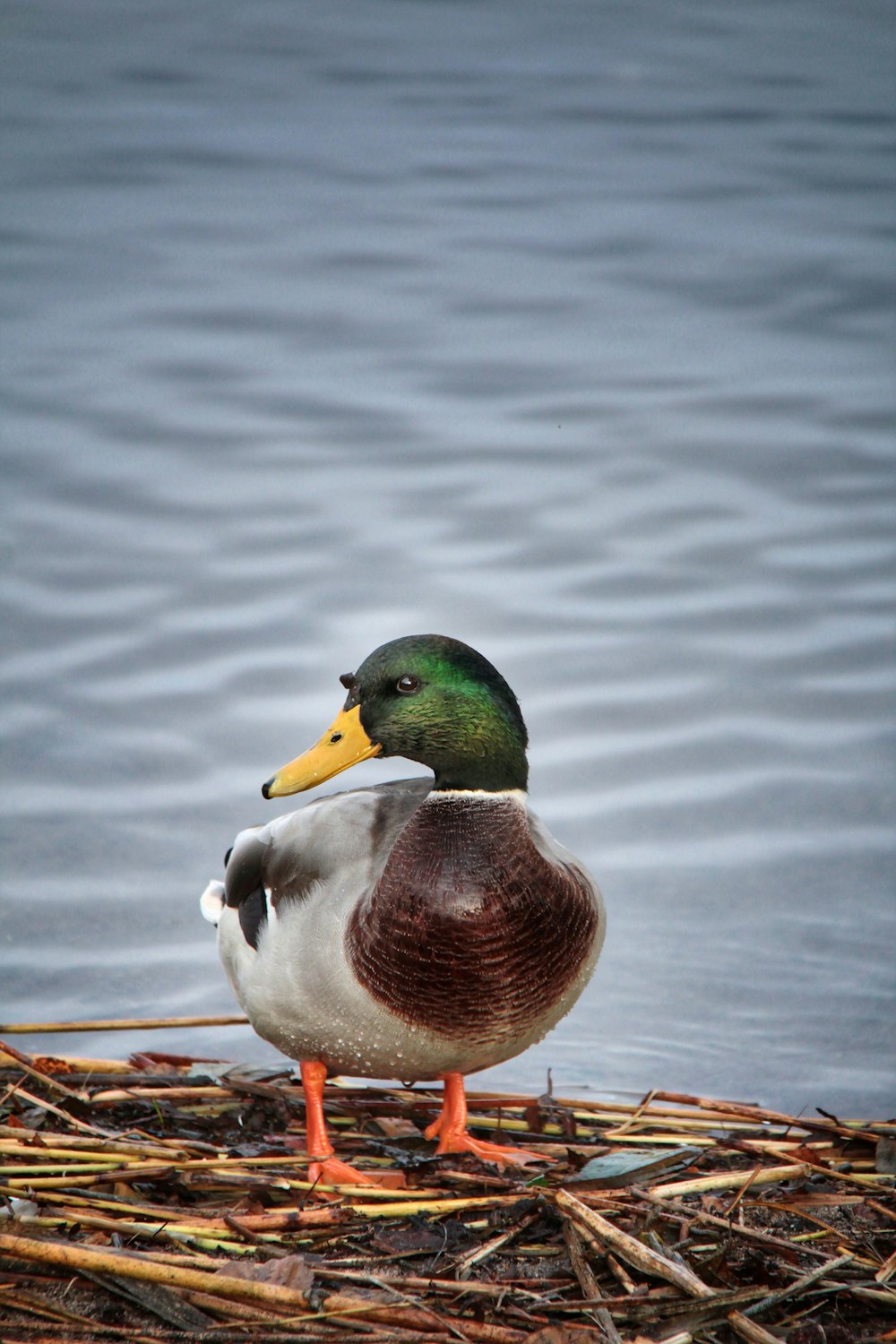 a duck standing on top of a nest in the water
