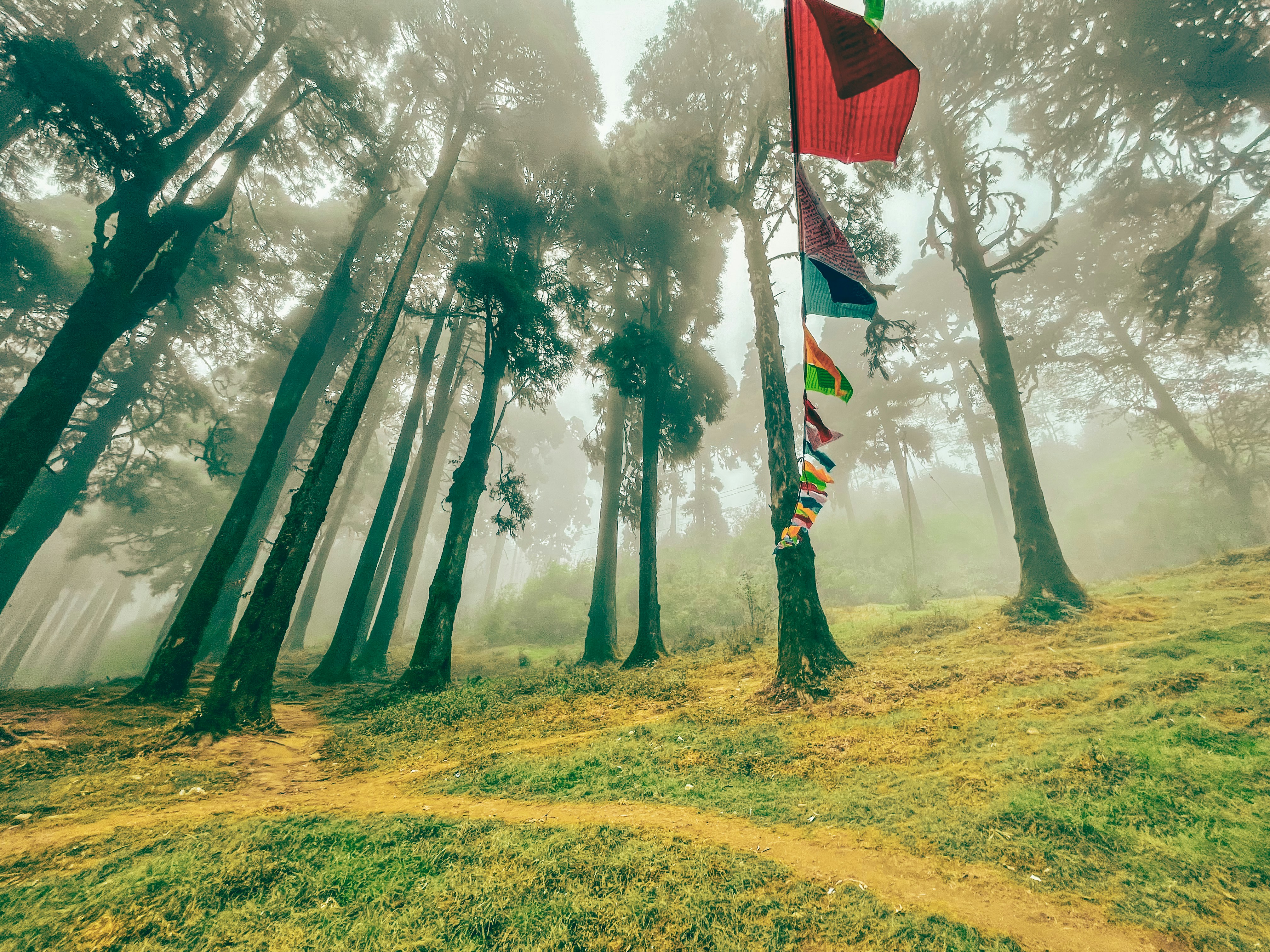 Lapchajagat forest