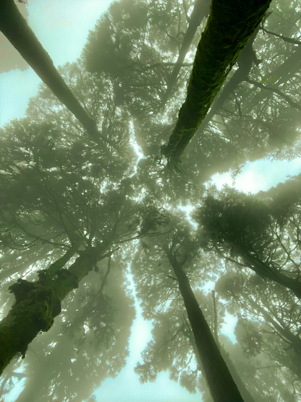 a group of tall trees standing in the middle of a forest