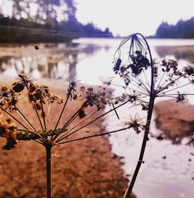 Close-up of hands preparing medicinal plants with delicate care beside a softly flowing river.