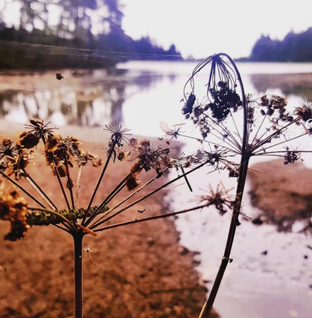 Close-up of the seed bank artwork by Jorge Torres, vibrant and detailed