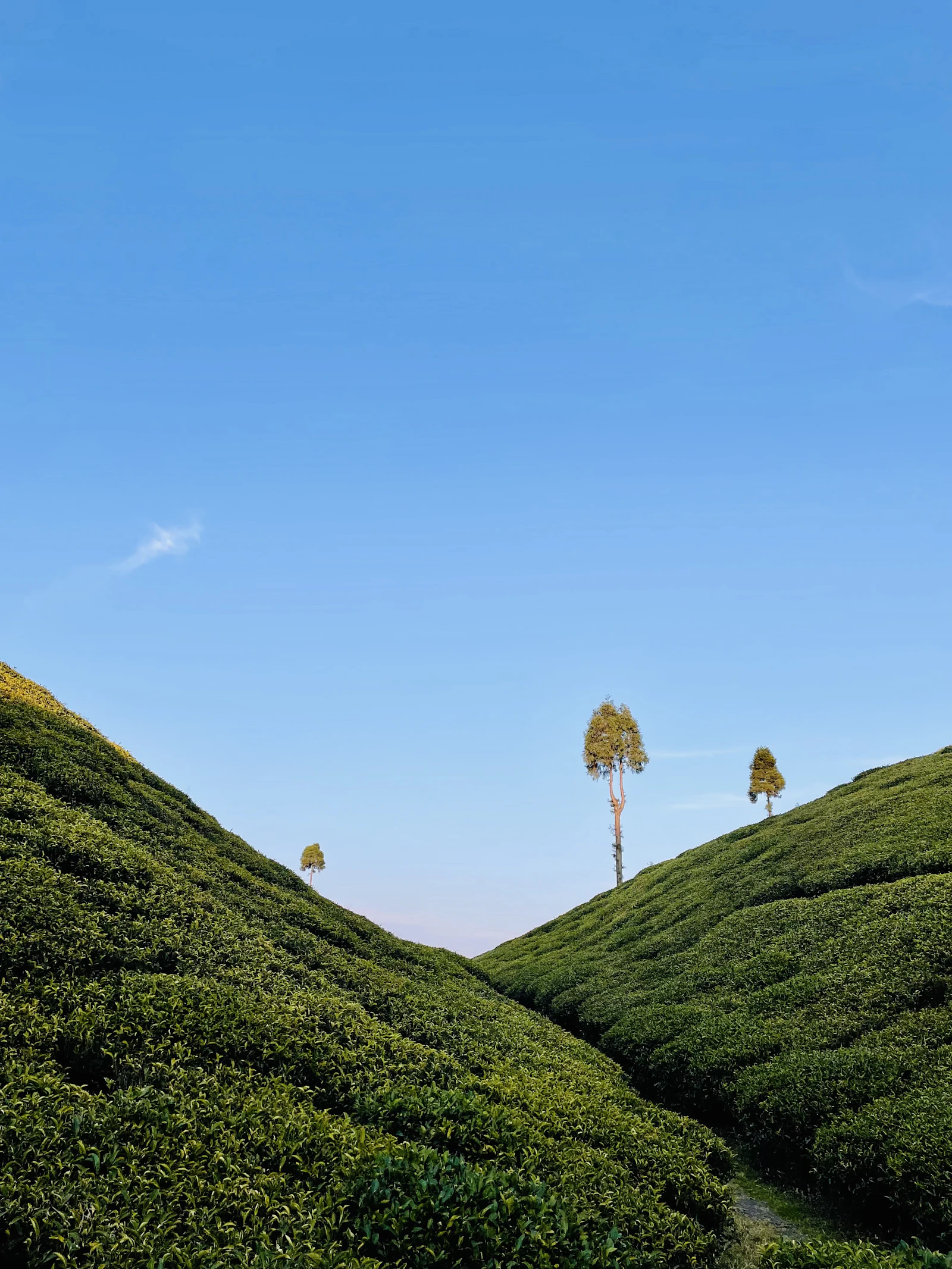 Clipped tea bushes rising on two slopes at Golpahar in Darjeeling, lone trees on the ridge against a clear blue sky