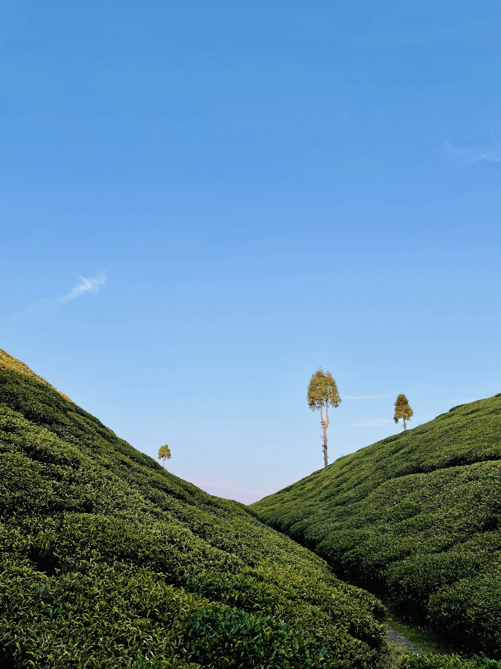 a couple of trees sitting on top of a lush green hillside