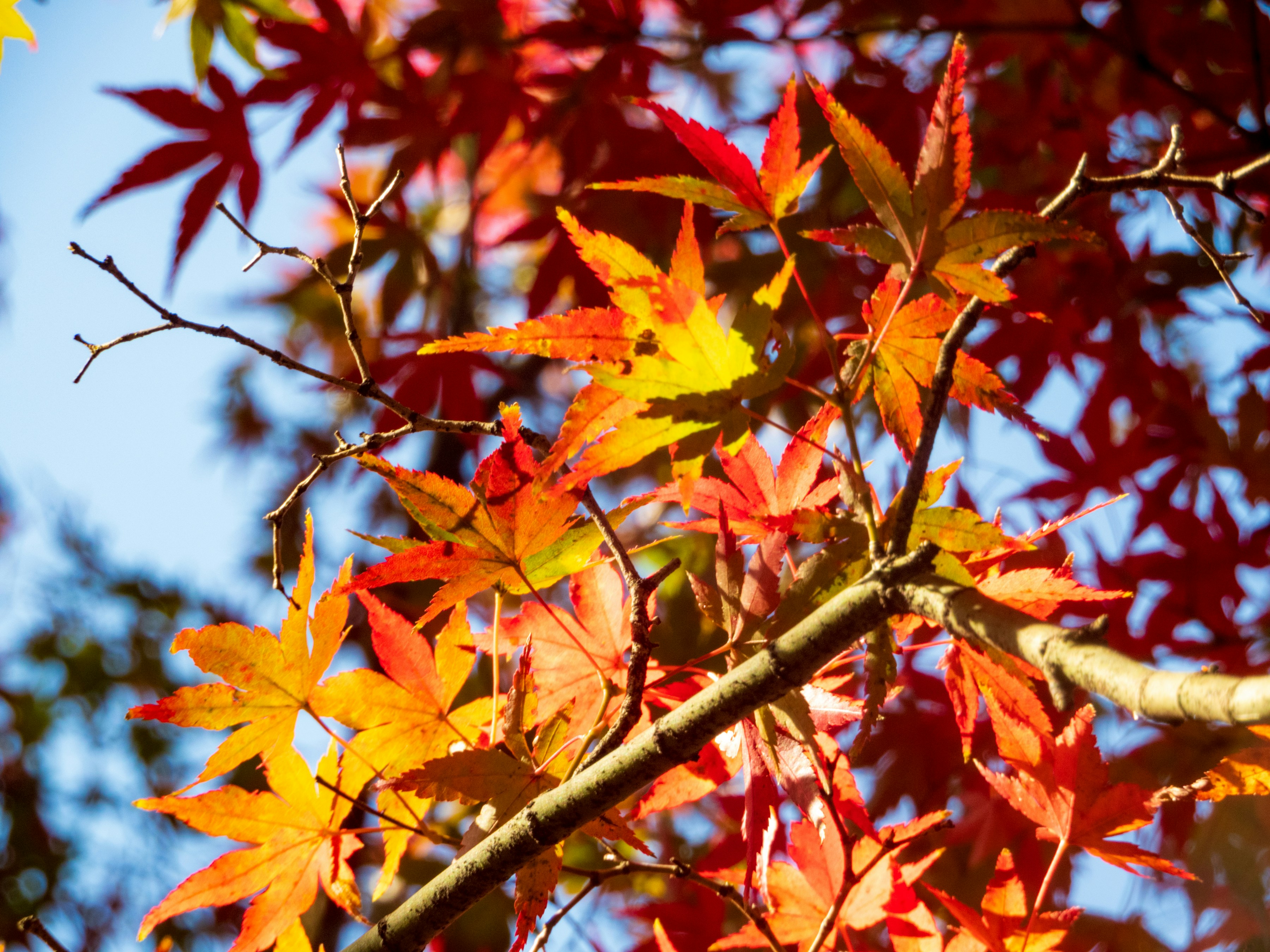 Photo by heppoko_yama