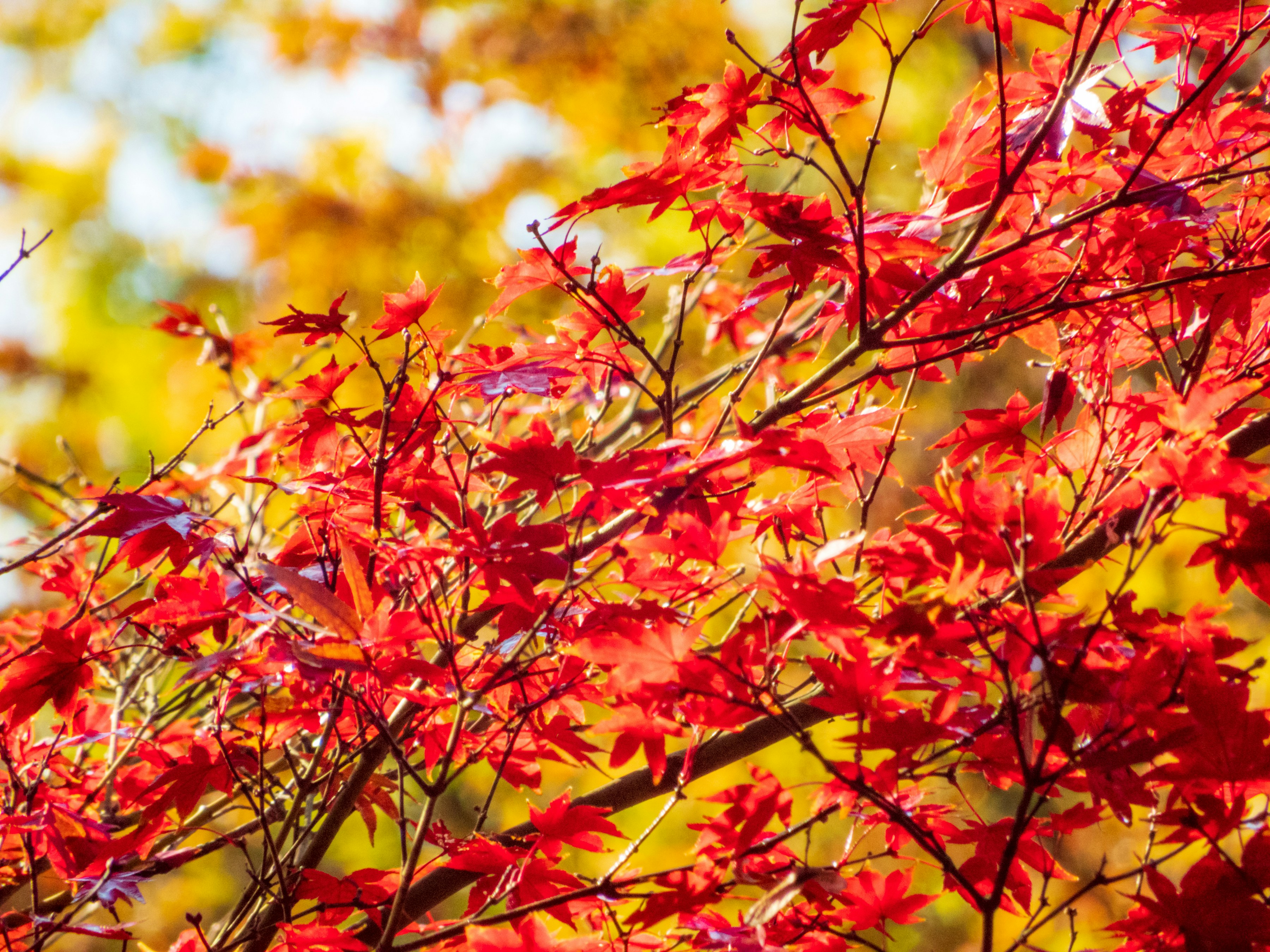 Photo by heppoko_yama