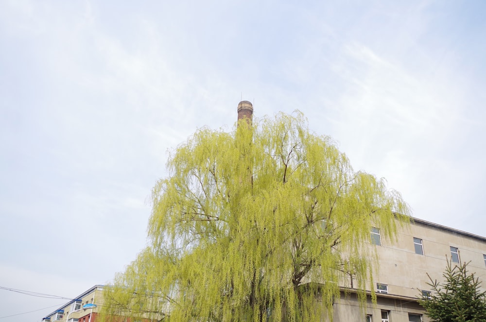 a large tree in front of a building