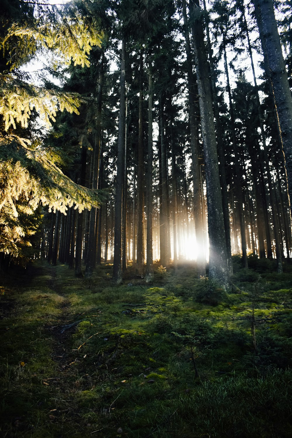 a tree in a forest