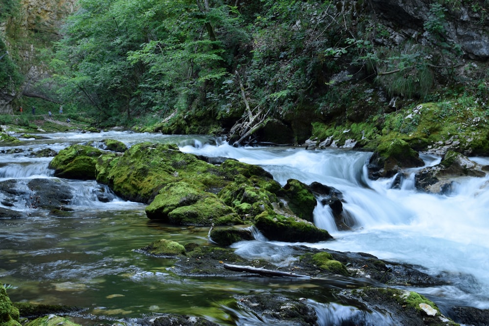 a small stream running through a lush green forest