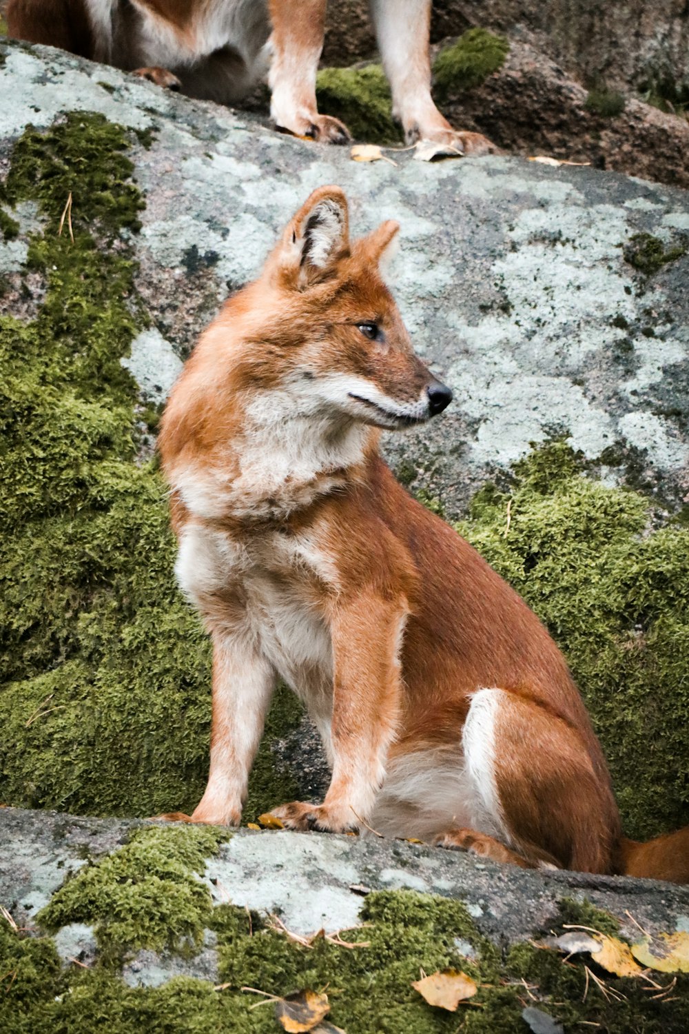 a brown and white dog sitting on top of a moss covered rock