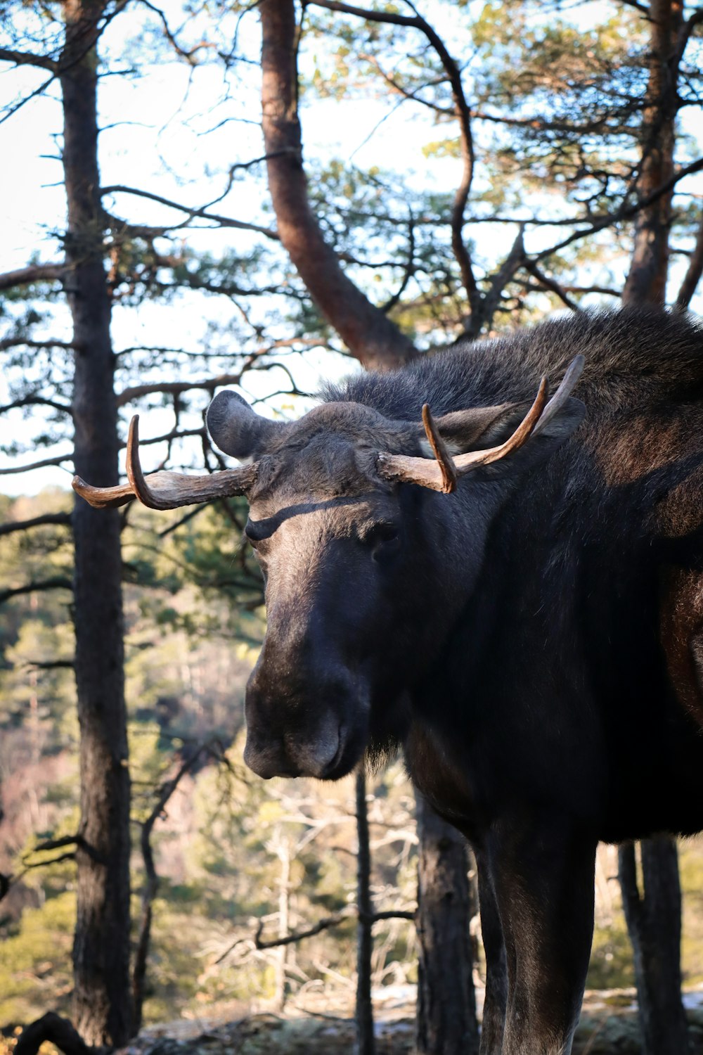 a moose with large horns standing in the woods