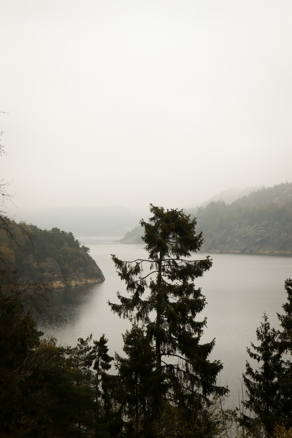 a body of water surrounded by trees on a foggy day