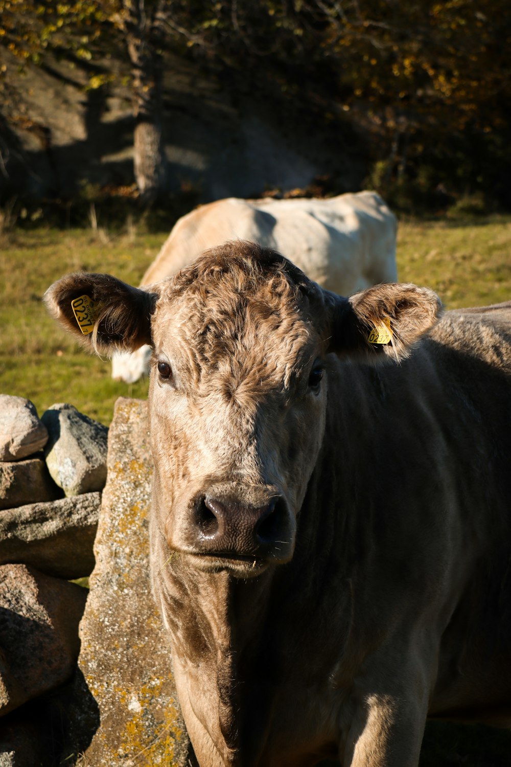 a brown cow standing next to a pile of rocks