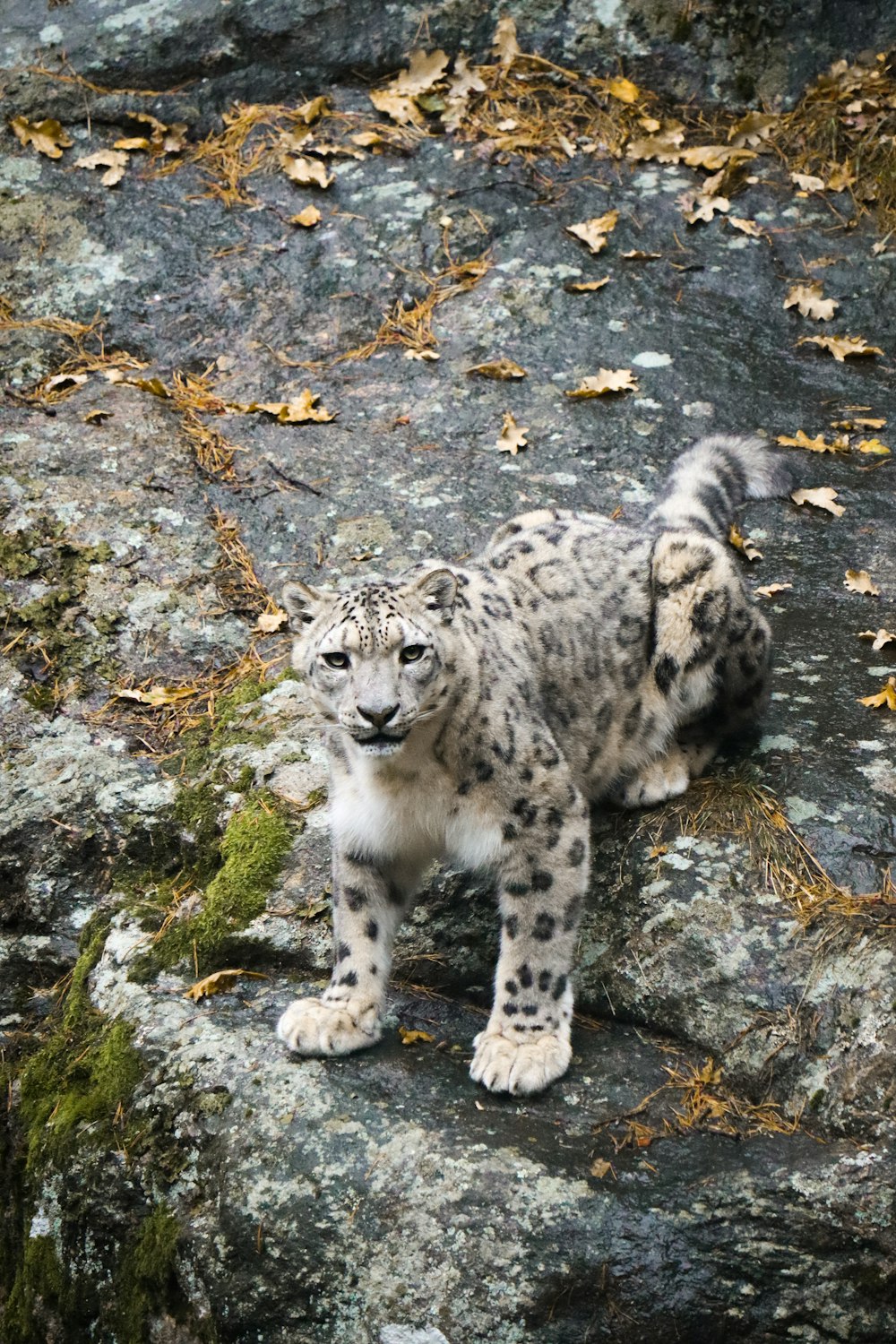 a snow leopard standing on top of a rock