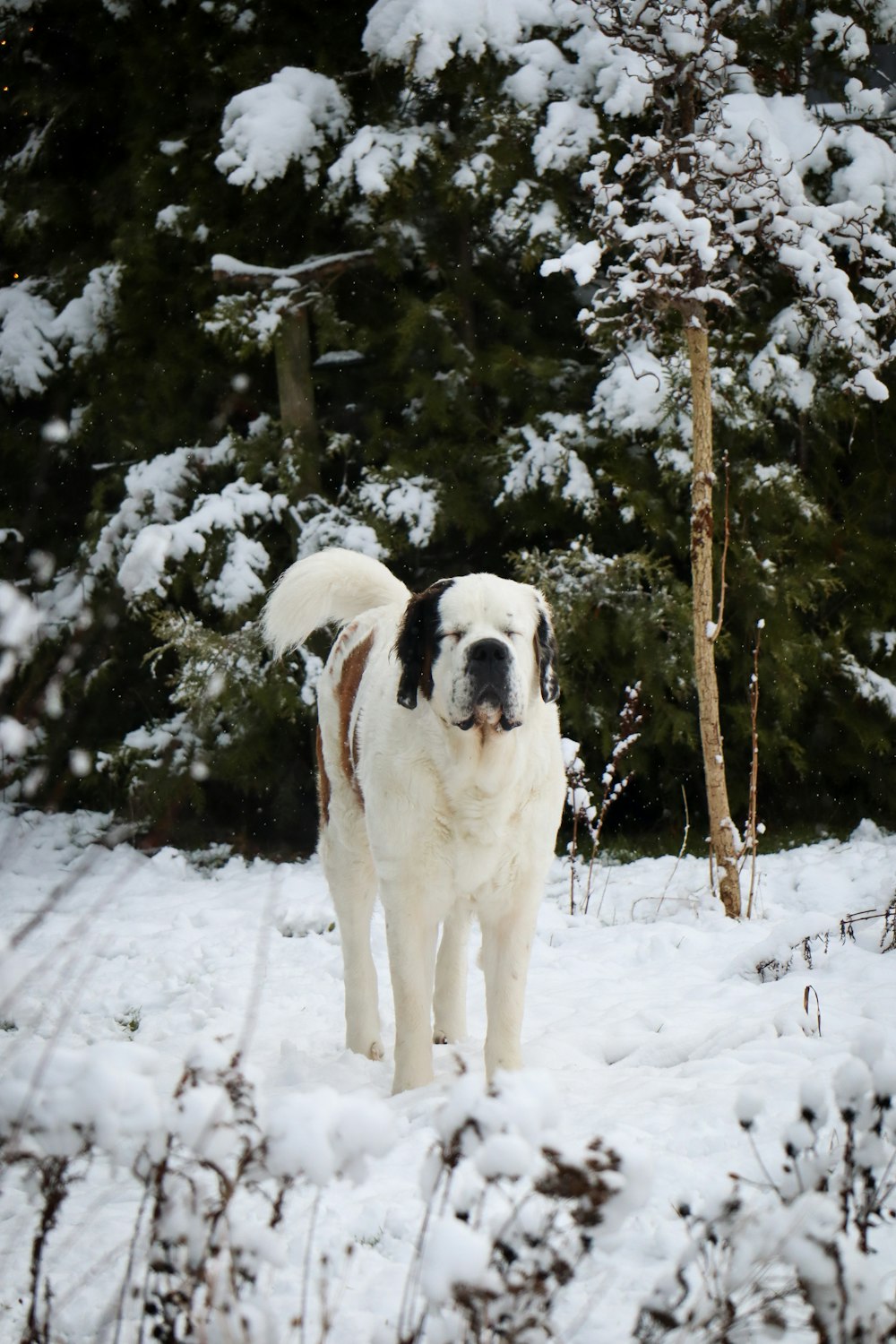 a large white and brown dog standing in the snow