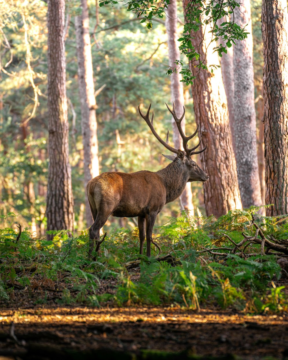 a deer standing in the middle of a forest