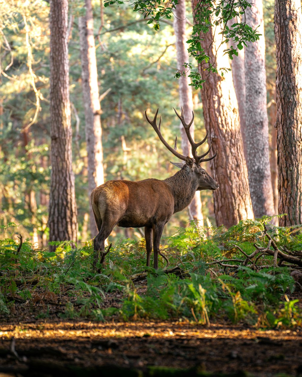 Un ciervo parado en medio de un bosque