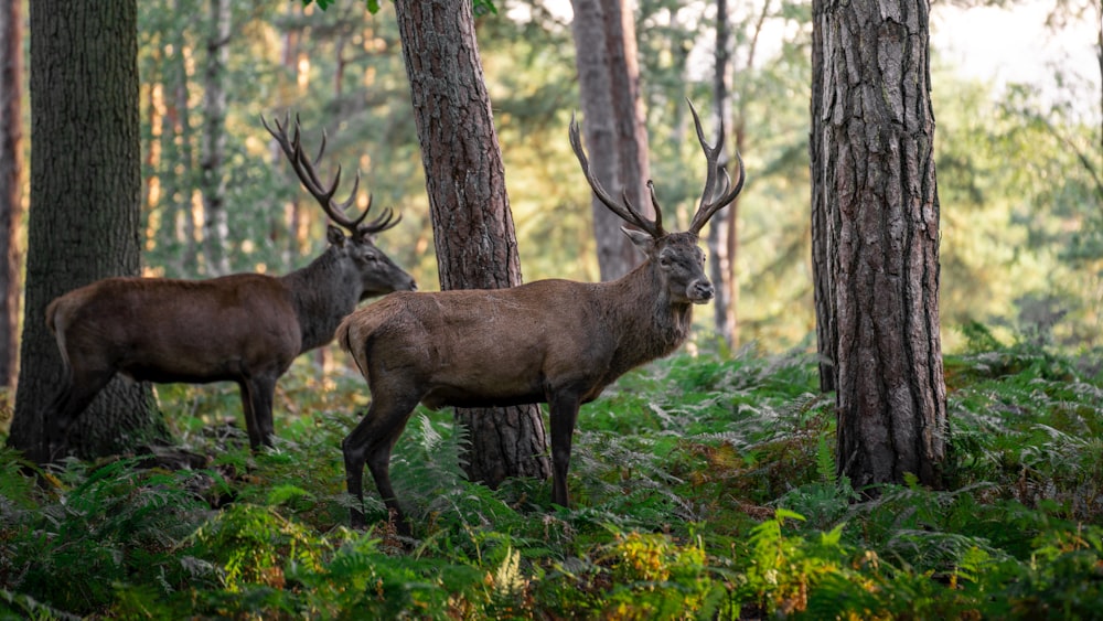 two deer standing next to each other in a forest