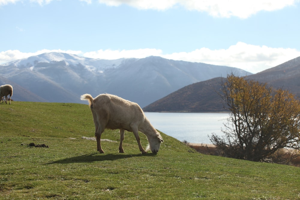 a sheep grazes on a grassy hill overlooking a lake