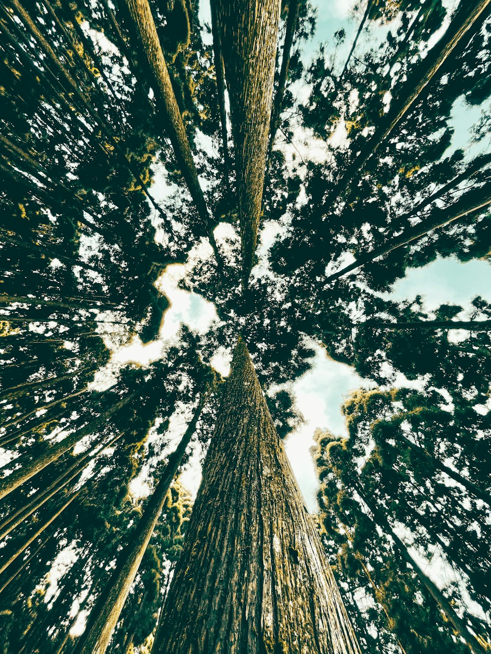 a group of tall trees standing next to each other