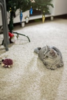 A grey cat with stripes is lying on a light-colored carpet, gazing intently at a small, plush toy that resembles a mouse. In the background, a portion of a decorated Christmas tree is visible with various ornaments hanging from it. The scene appears indoors with soft lighting contributing to a cozy atmosphere.