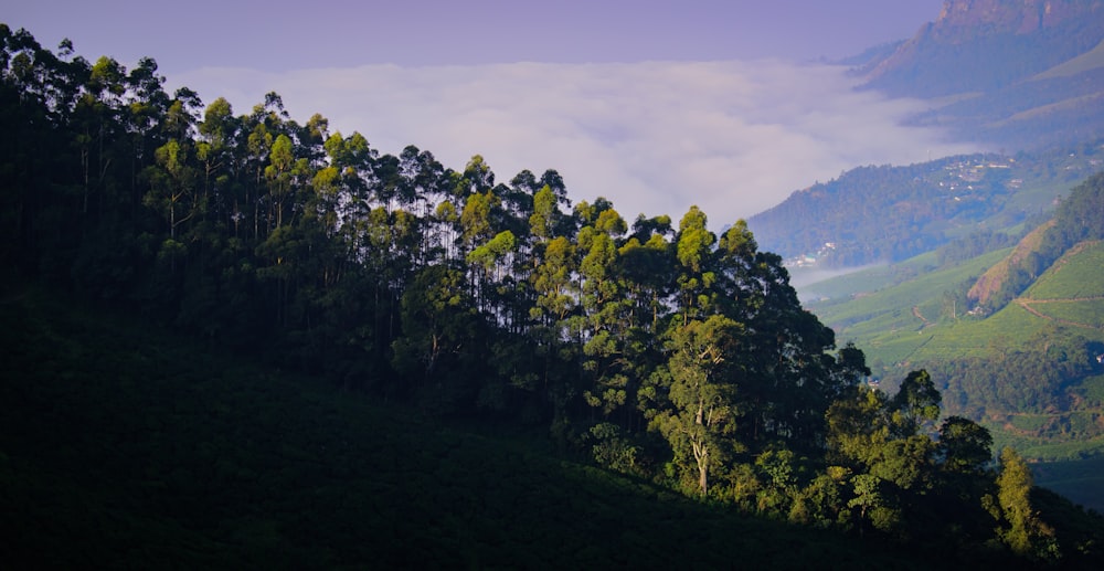 a view of a mountain range with trees on the side