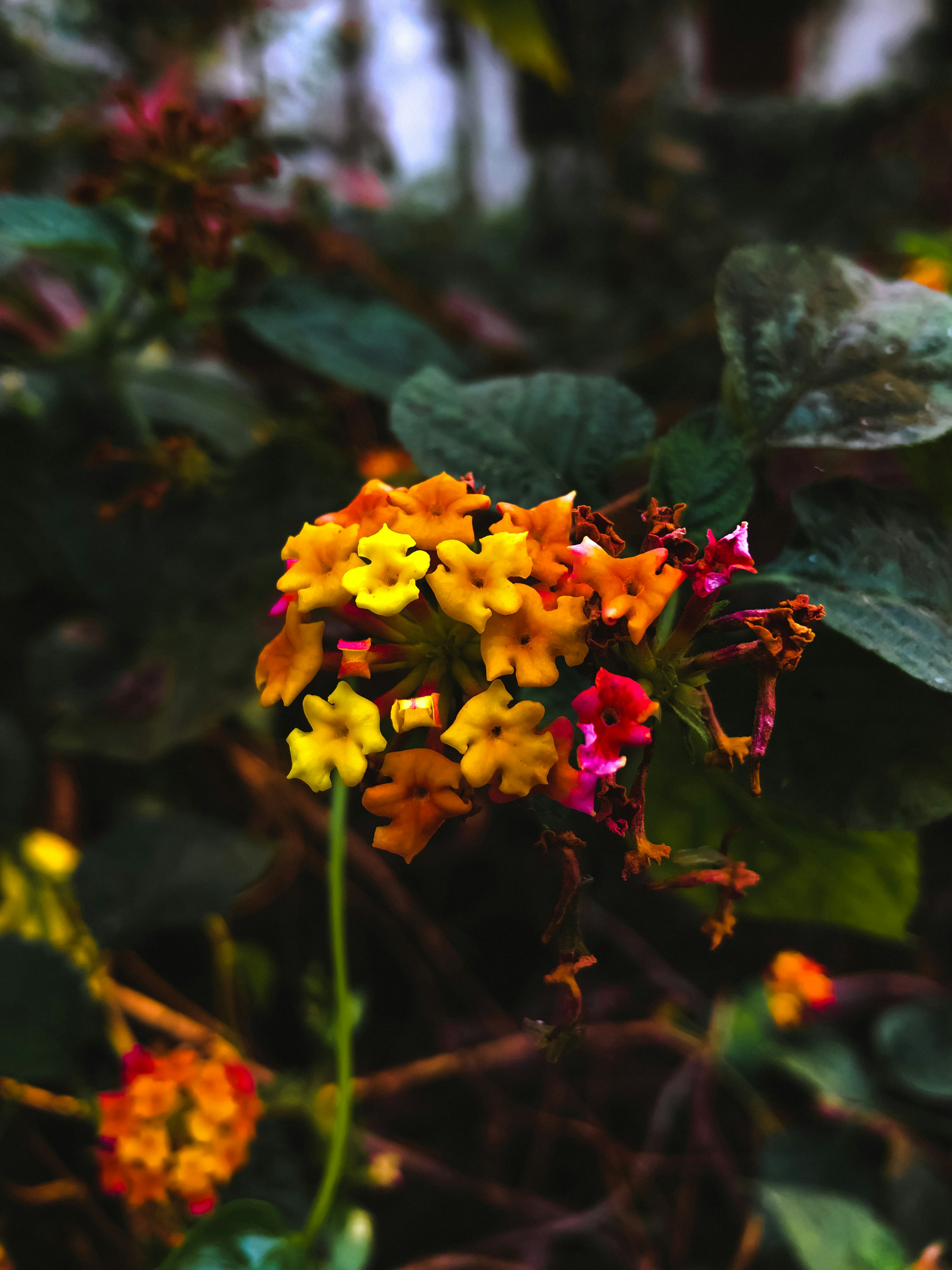 Photo by amritanshdubey