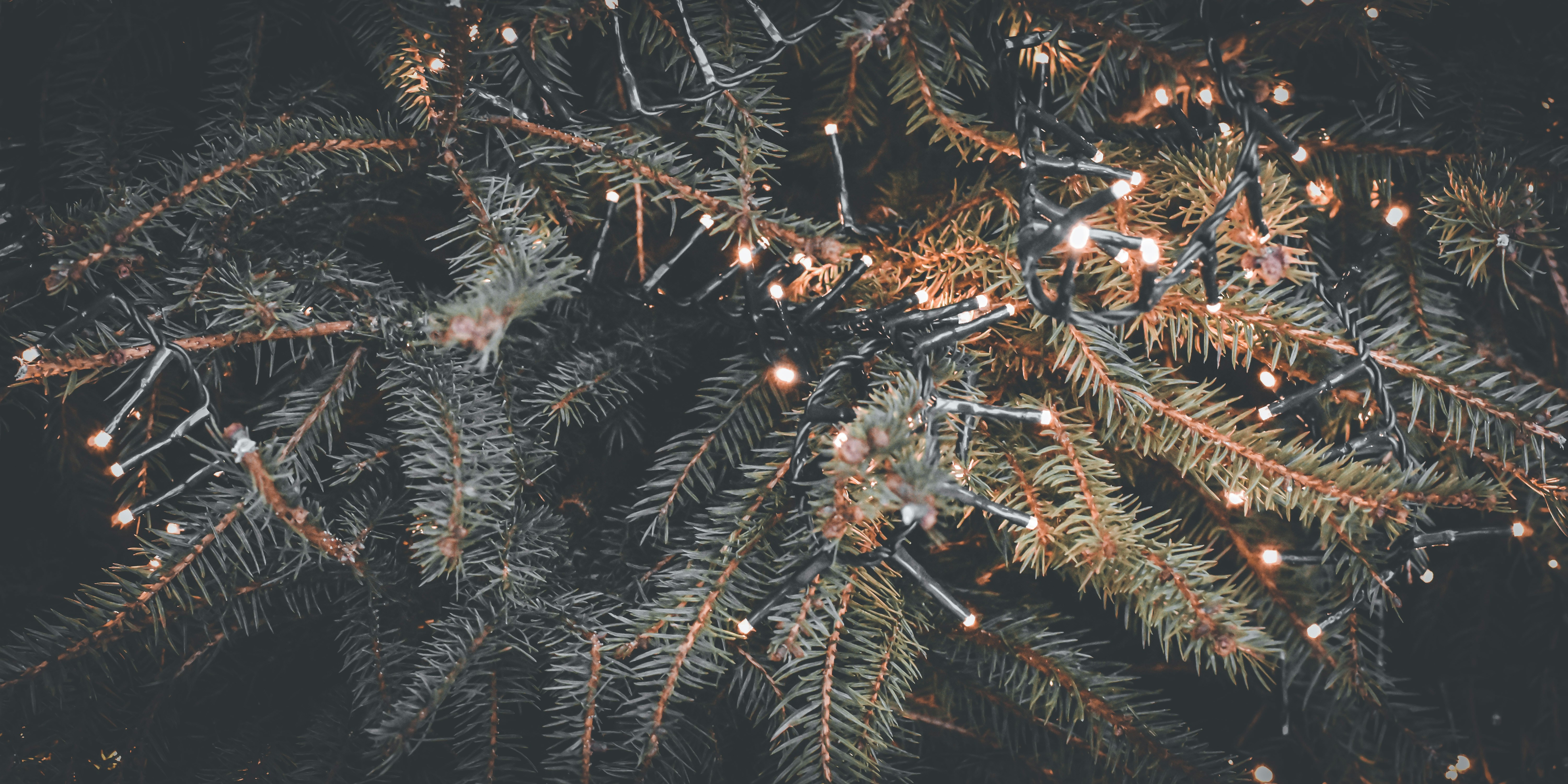 Twinkling String Lights