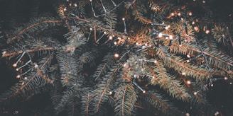 Close-up of twinkling lights woven through lush evergreen garlands on a rustic wooden porch.