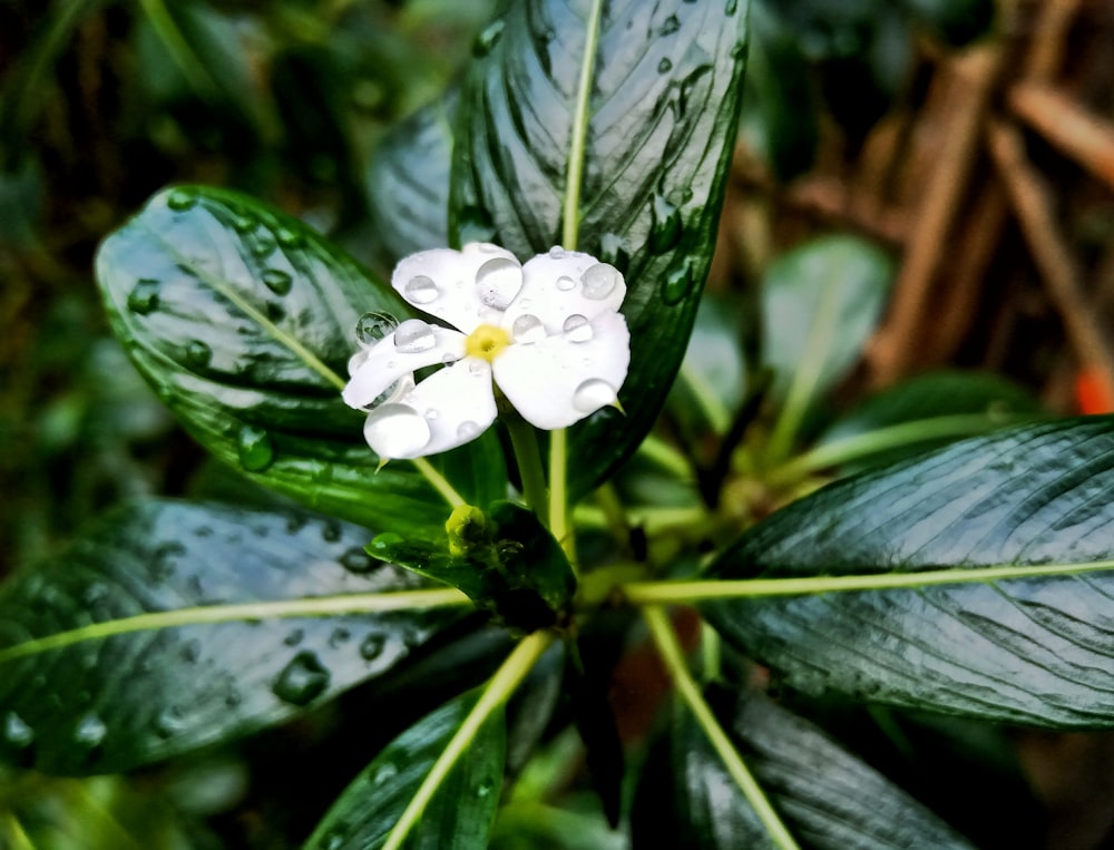 a white flower with water droplets on it