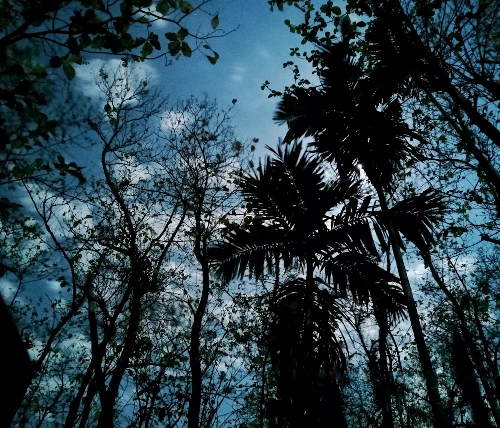 a group of trees that are standing in the woods