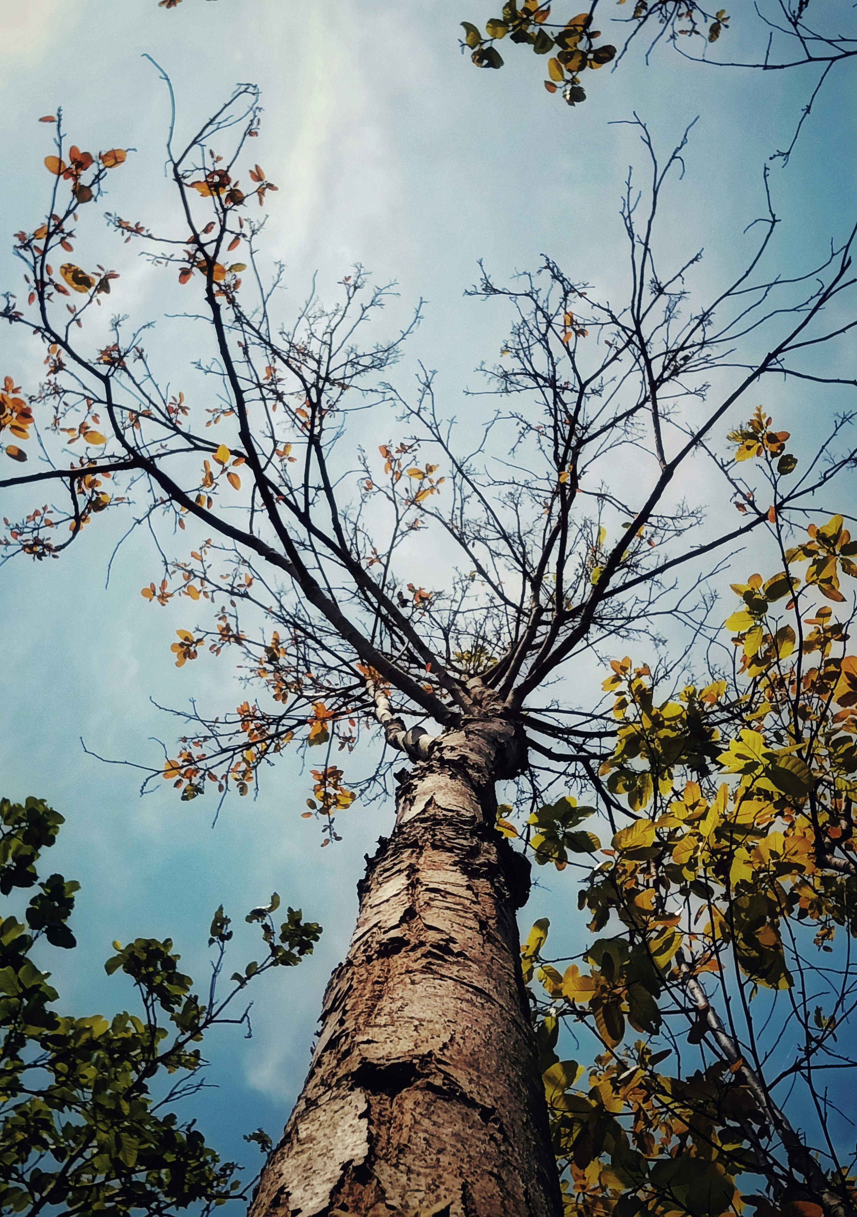 a tall tree with no leaves on it