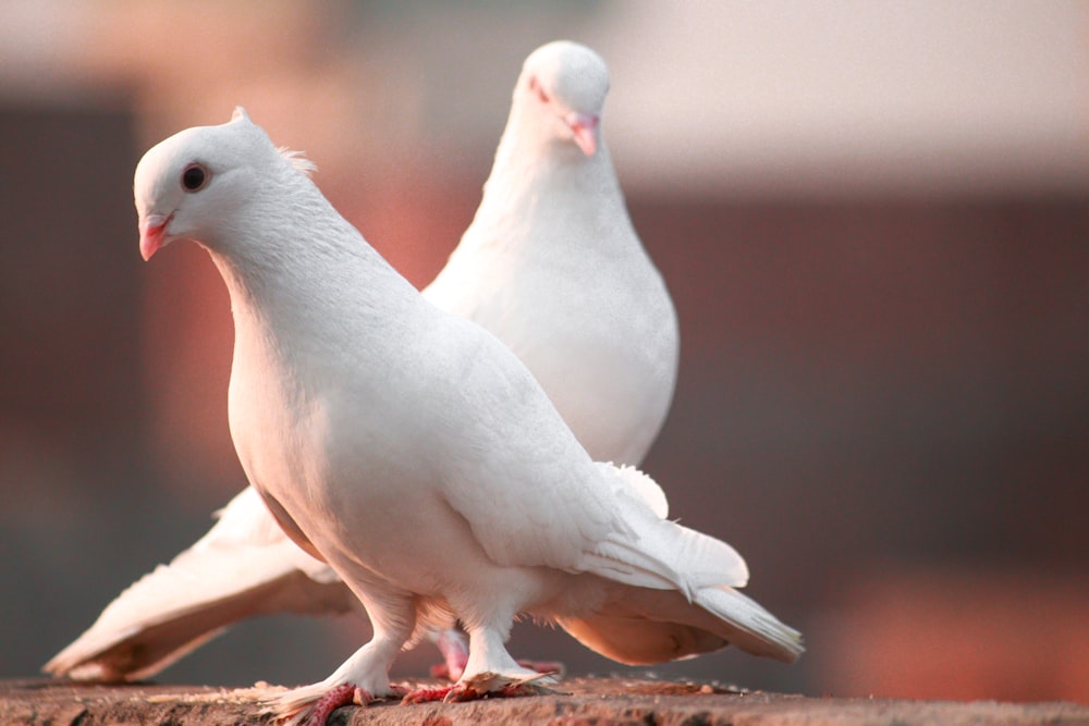 a couple of white birds standing next to each other