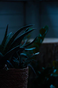 A whimsical illustration of Gerald the pothos lounging with a moody expression.