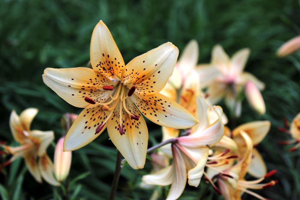 a close up of a bunch of yellow flowers