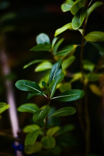 Close-up view of lush green leaves with vibrant light reflecting off their surface, conveying a sense of freshness and vitality.