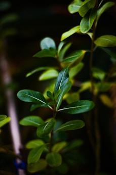 Close-up view of lush green leaves with vibrant light reflecting off their surface, conveying a sense of freshness and vitality.