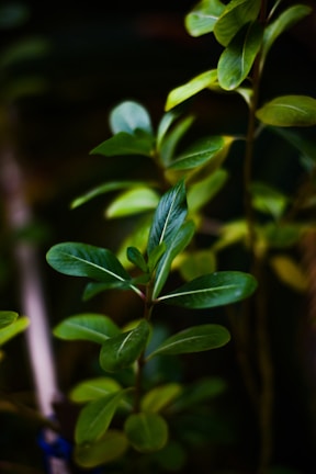 Close-up of vibrant green leaves symbolizing hope and healing in natural light.