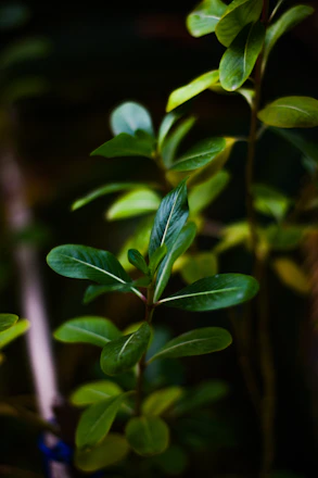 A vibrant photo of fresh green leaves and supplement capsules glowing with natural light.