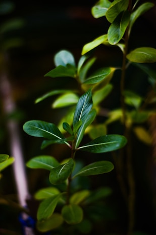 Close-up of fresh green leaves with sunlight filtering through, symbolizing natural health and vitality.