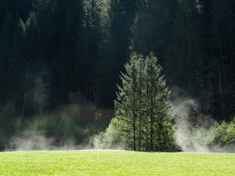 a green field with trees in the background