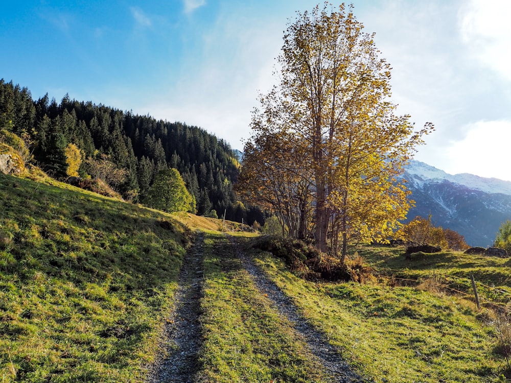 a dirt road in the middle of a grassy field